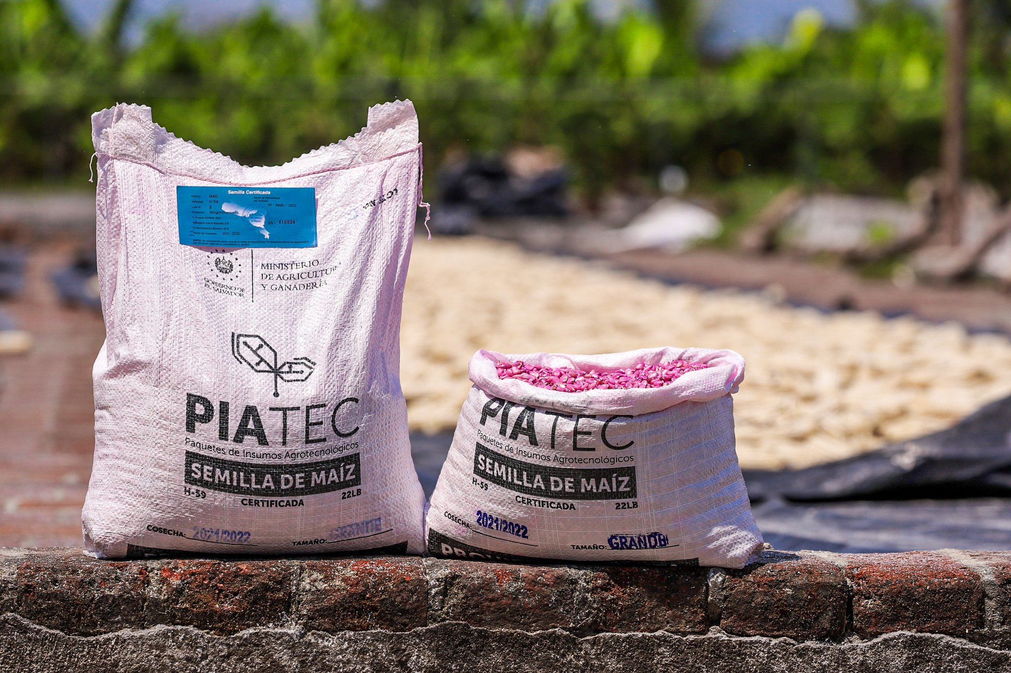 Nueva logística garantizará distribución de paquetes agrícolas a beneficiarios nueva-logistica-garantizara-distribucion-de-paquetes-agricolas-a-beneficiarios